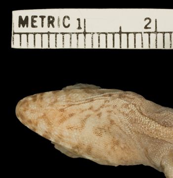 Media type: image;   Herpetology R-132383 Aspect: head ventral